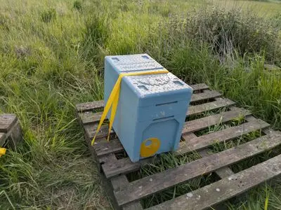 Collection; of 2026 - Over Wintered National Nuc of Buckfast Bees