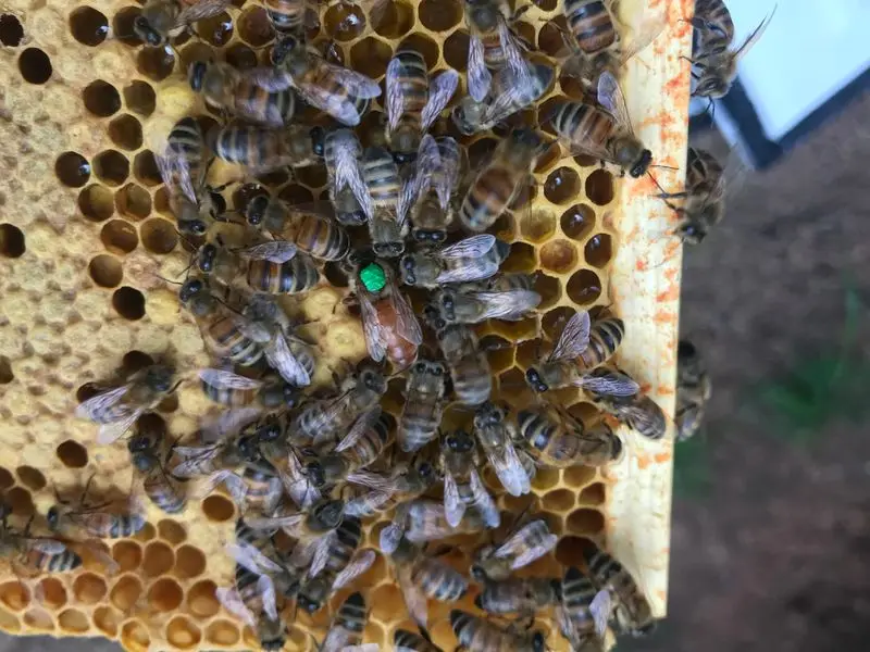 ​2 Hour Beekeeping Experience - Dive into the World of Bees!