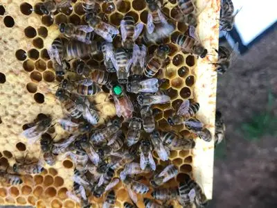 HMS Honey Beekeeping Courses